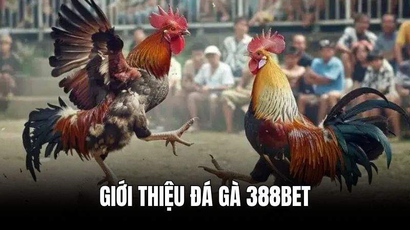 Giới thiệu đôi nét về sảnh đá gà 388BET
