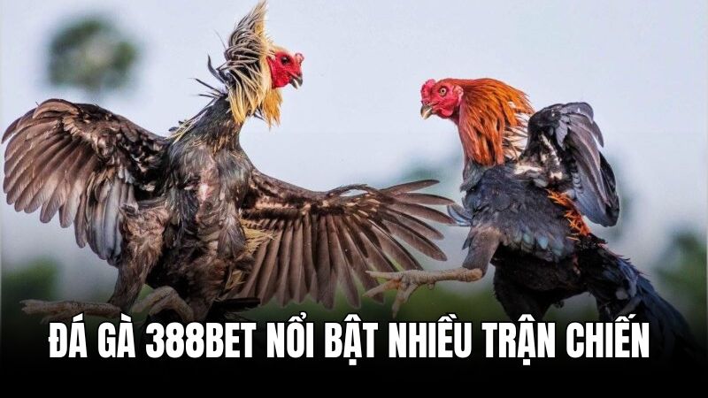 Đá gà 388BET với nhiều trận đấu nảy lửa