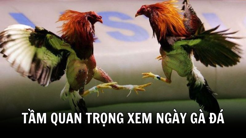 Tầm quan trọng của việc xem ngày đá gà 388BET