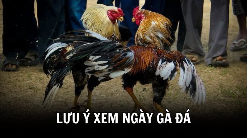 Một số lưu ý quan trọng khi xem ngày đá gà 388BET