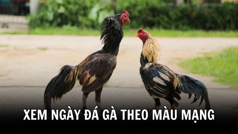Xem ngày đá gà 388BET theo màu mạng gà