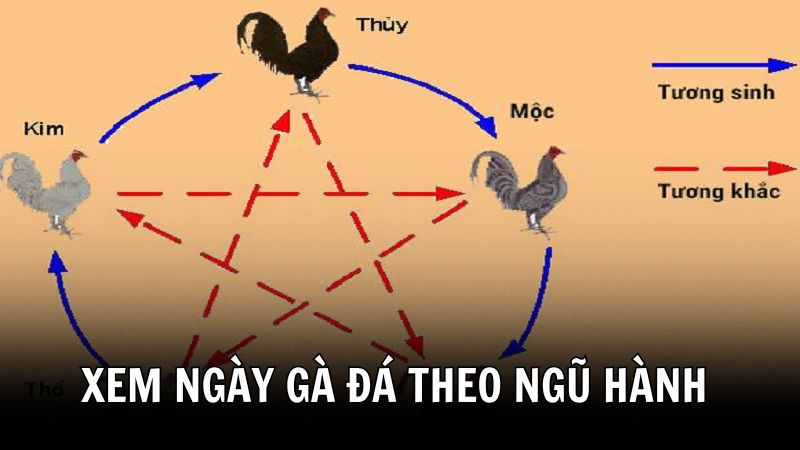 Xem ngày đá gà 388BET theo ngũ hành phong thủy