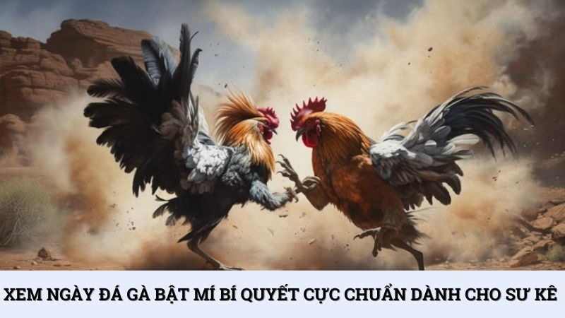 Xem ngày đá gà bật mí bí quyết cực chuẩn dành cho sư kê